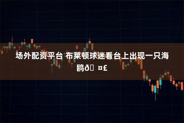 场外配资平台 布莱顿球迷看台上出现一只海鸥🤣